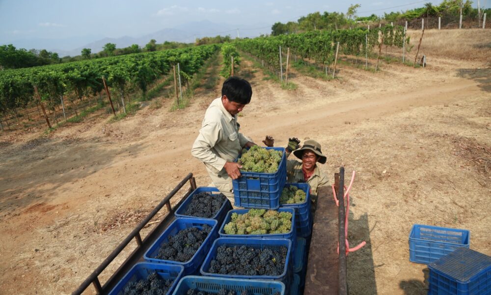 Thu hoạch nho sản xuất Rượu Vang Chateau Dalat APEC Collection 2017