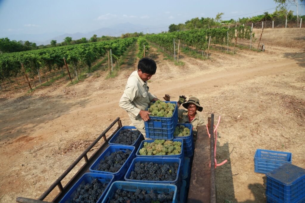 Thu hoạch nho sản xuất Rượu Vang Chateau Dalat APEC Collection 2017