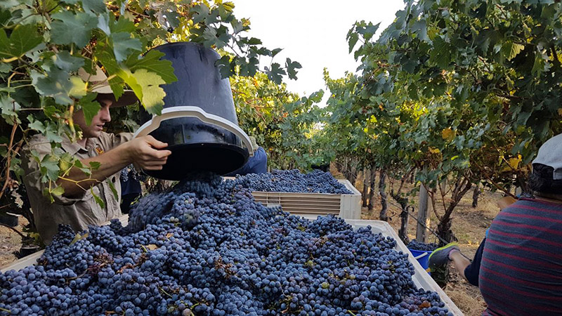 Quy Trình Sản Xuất Rượu Vang - Wine VN : Wine & Spirits
